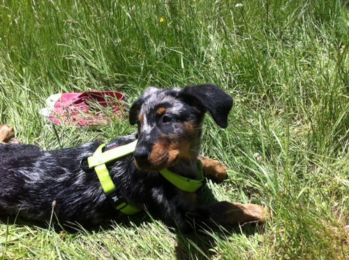 Beauceron